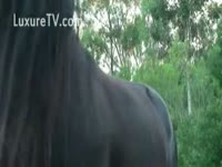 [ Beastiality XXX Film ] A thing for horse weenie